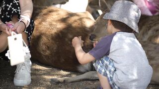 鹿公園-鹿さんとの自撮りに夢中になる女の子 voyeur jp 01-240526
